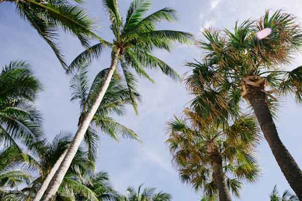 image of a group of palm trees as seen from underneath