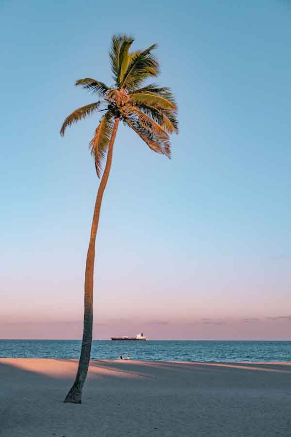 image of a palm tree in front of the ocean
